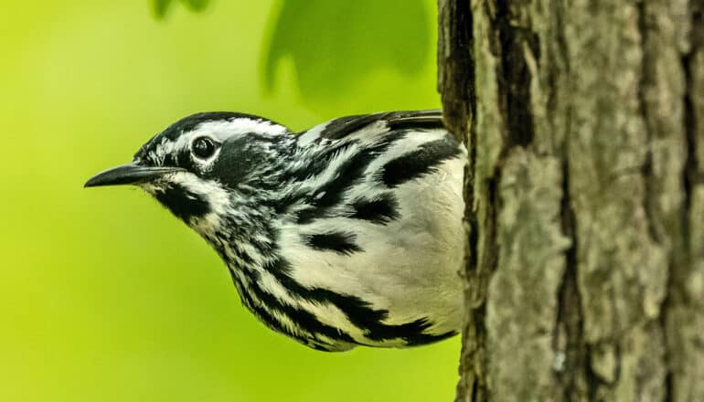 A black and white warbler pokes its head out from behind a tree trunk.