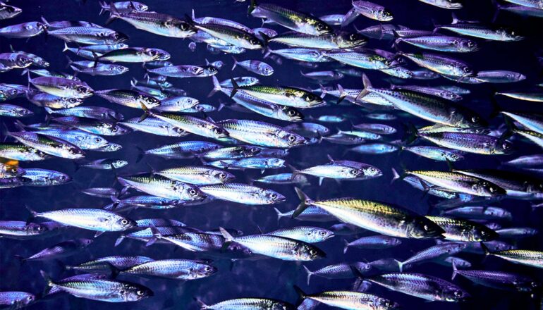 Hundreds of silvery mackerel swim in a school through dark blue water.