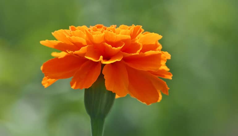 An orange marigold.