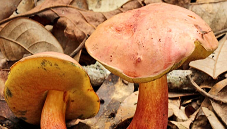 This mushroom is behind ‘tiny people’ hallucinations