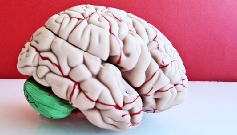 A plastic model of a human brain on a white surface in front of a red background.