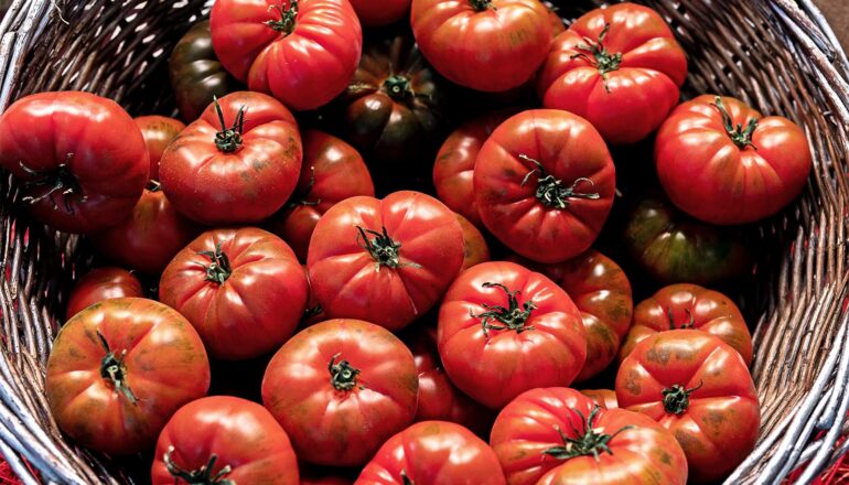 Tomato compound may help protect against fatty liver disease