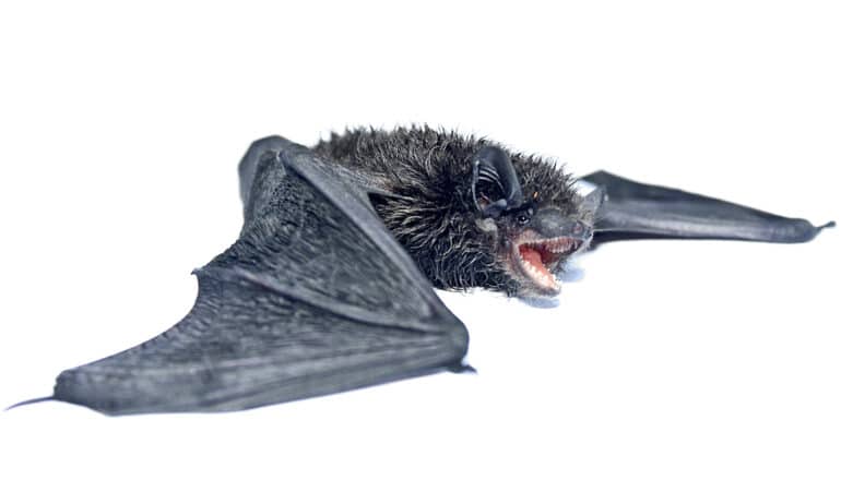 Study sheds light on bat immunity mystery