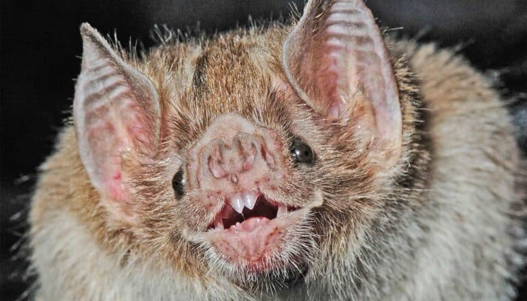 Team pins down where bats originated