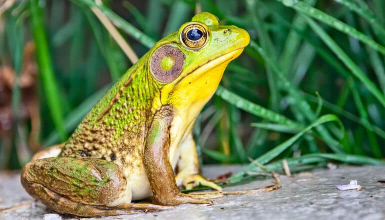 A bullfrog sits in front of grass.