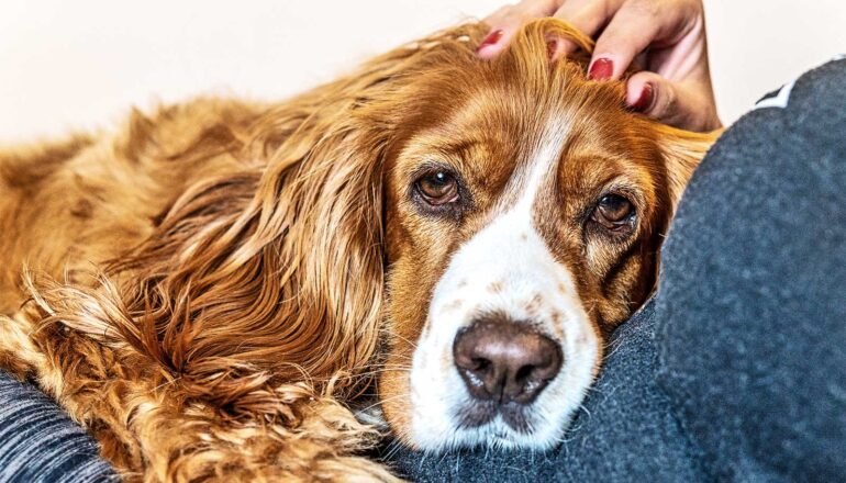An older dog lays on its owners lap.