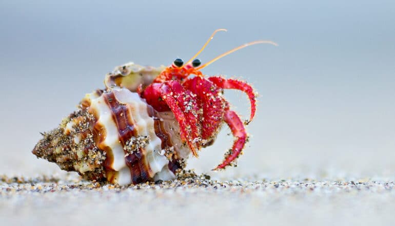How hermit crabs control growth to fit in their shells