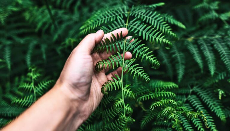 Listen: How nature helps your brain recharge