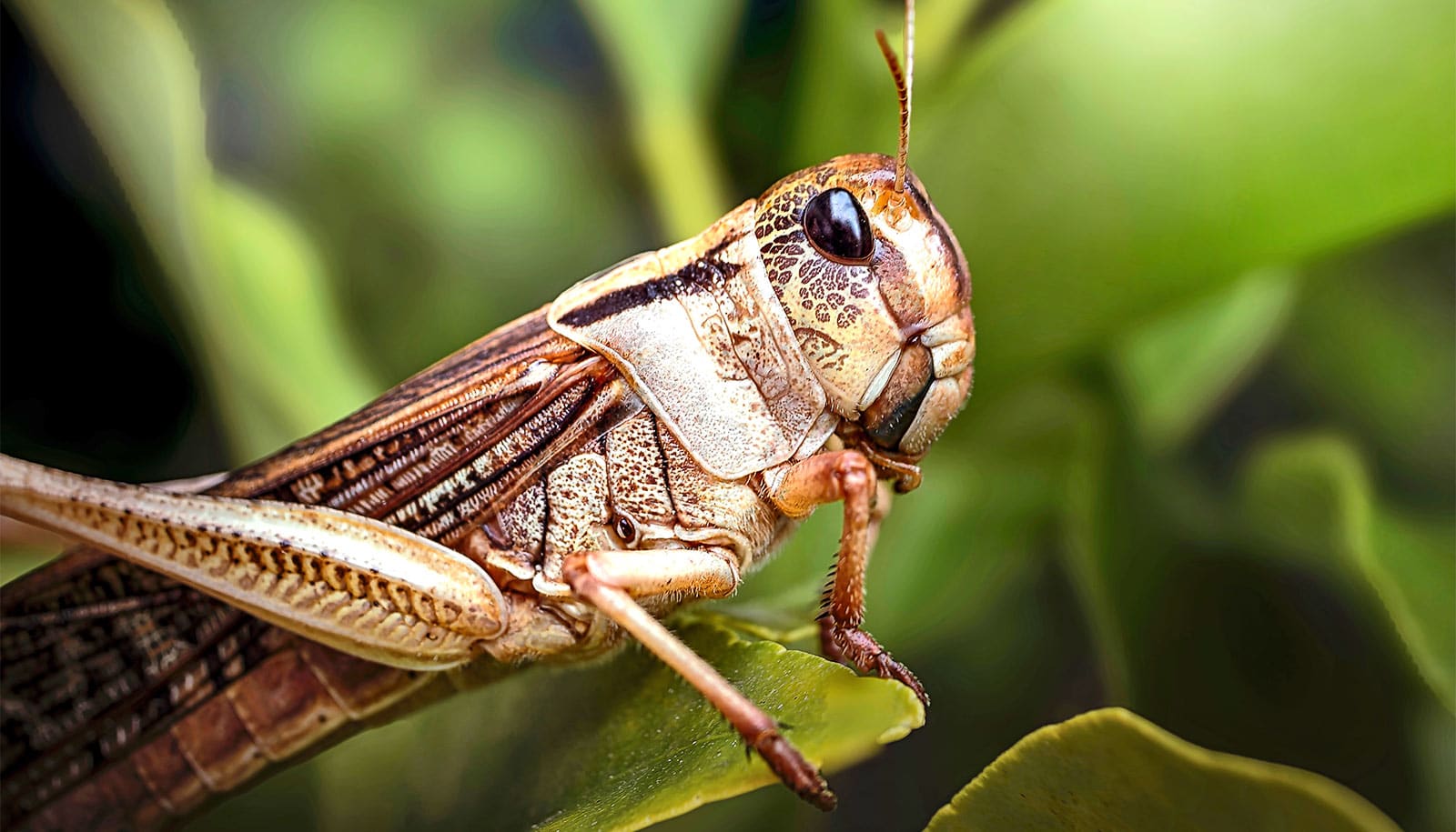 Bugs could help detect 'forever chemical' contamination
