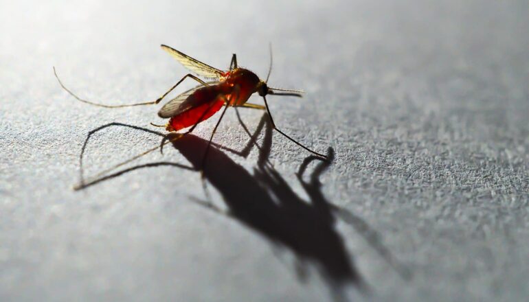Malaria parasite ‘Achilles’ heel’ could pave way for new vaccine