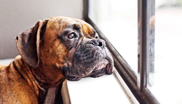 Games with treats shed light on cognitive decline in dogs