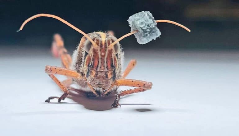 Locusts could help detect chemical weapons